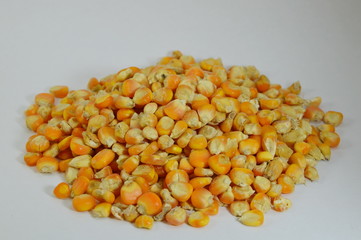 corn seed