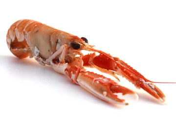 Gordijnen Langouste © L.Bouvier