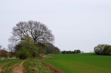 Spring landscape with old oak tree