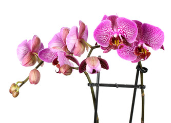 Pink streaked orchid flower!