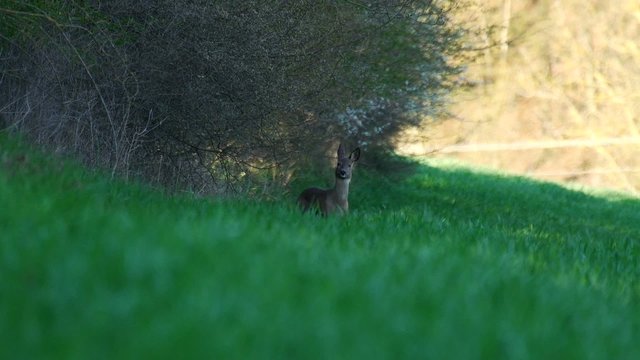 Rehe im Fr&uuml;hling