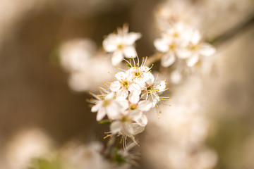Blüten an einem Baum
