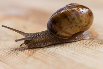snail crawling on a wooden table