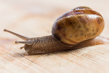 snail crawling on a wooden table