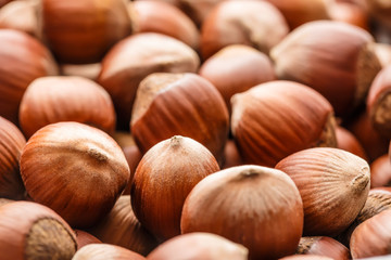 Fresh brown hazelnut