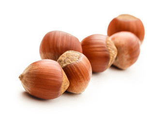 Fresh brown hazelnut