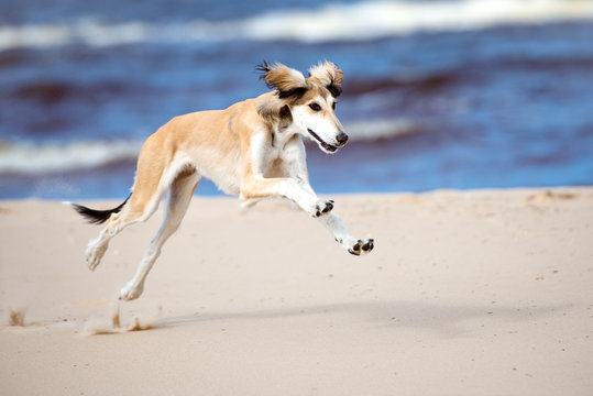 fawn saluki dog running on a beach