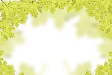 Green leaves on white background.
