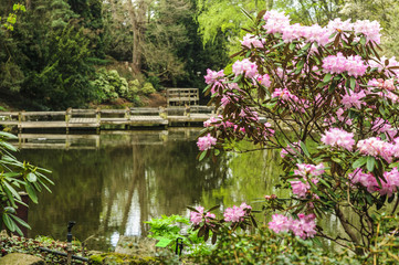Rododendrony w ogrodzie nad wodą - obrazy, fototapety, plakaty