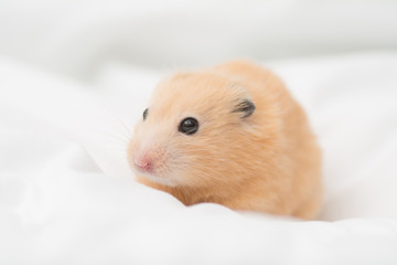Fototapeta na wymiar Golden Hamster on Bed Sheets