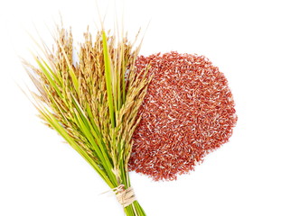 Rice's grains,Ear of rice isolate on white background.