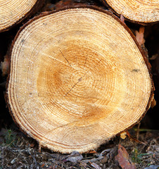 Годовые кольца на срезе дерева © Vanoa2