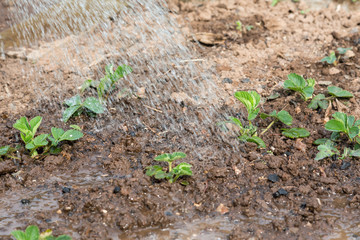 Gartenarbeit