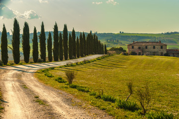 Cypresses at way to the Tuscan house