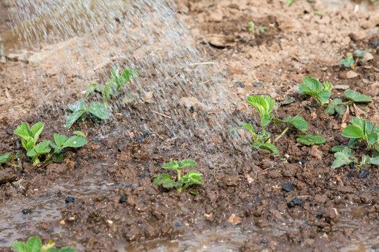 Gartenarbeit