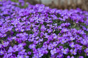 Blaukissen