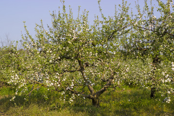 Blossoming apple