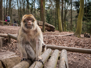 Singe macaque de Barbarie à la montagne des singes Kintzheim en Alsace