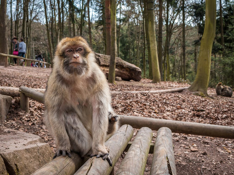 Singe macaque de Barbarie &agrave; la montagne des singes Kintzheim en Alsace