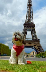 Fotobehang Puppy in Paris © sathopper