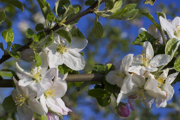 Blossoming apple