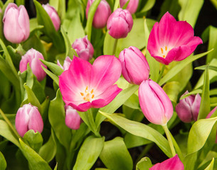 Obraz premium Tulips