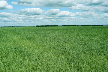 green field