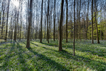Morning light shines through hallerbos Belgium, blue forrest.