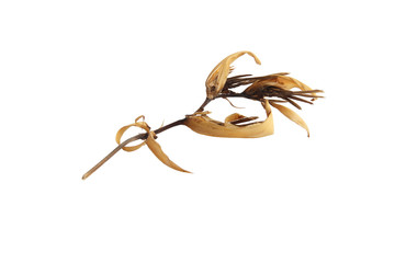 Dried flowers on white background