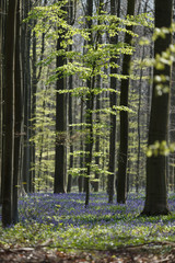 Fototapeta premium Morning light shines through hallerbos Belgium, blue forrest.