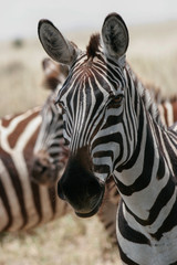 Naklejka premium zebra closeup