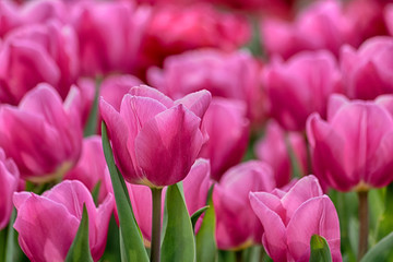 Tulpen Traum in rosa pink