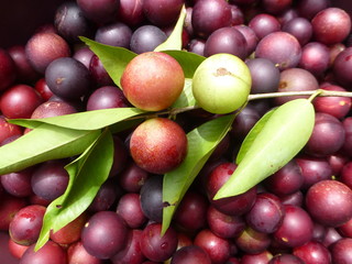 Camu Camu Früchte (Myrciaria dubia) Myrtaceae Familie. Flussufer Rio Negro bei Manaus.