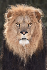 Lion (Panthera leo)