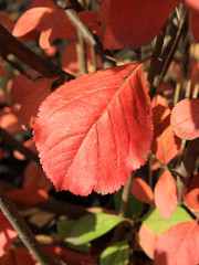 Autumn colors. Red leaf of chokeberry