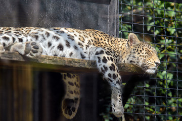 Sleepy Leopard