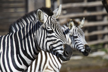 Fototapeta na wymiar Zebra head profile pair
