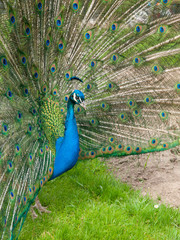 Obraz premium Peacock with spread feathers