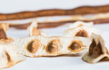 Moringa seed on white background