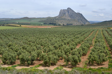 Fototapeta na wymiar Antequera, peña de los Enamorados, paisaje rural, olivos