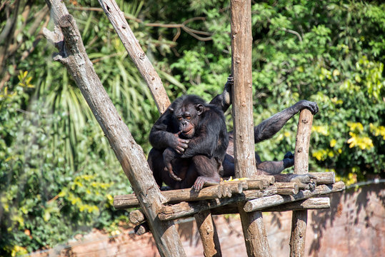 Ape thinking expression