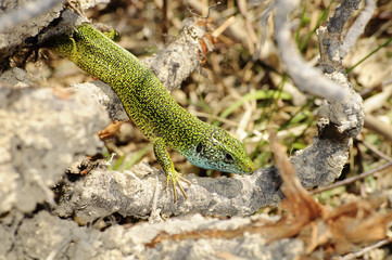 Balkan green lizard