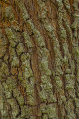 Willow tree bark