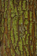 Willow tree bark