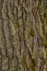 Willow tree bark