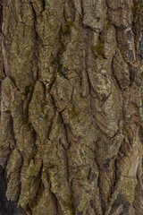 Willow tree bark