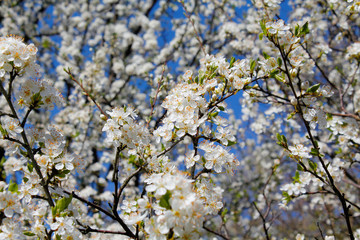 Wild cherry flower