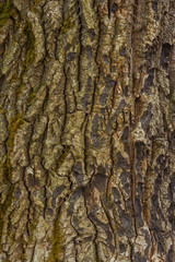 Willow tree bark