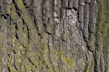 Bark of an Old Tree