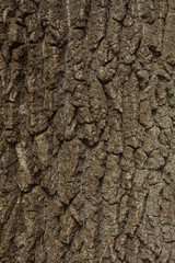 Willow tree bark